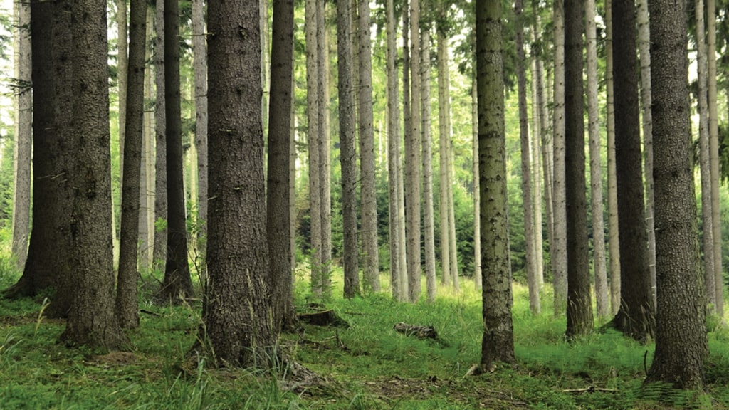 Duferco Biomasse - bosco Vaia